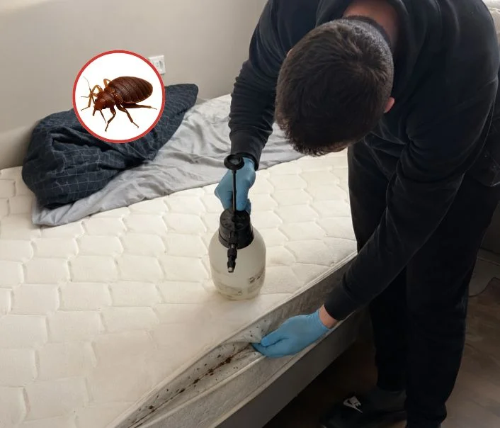 Technicien traitant un matelas contre les punaises de lit à Massy